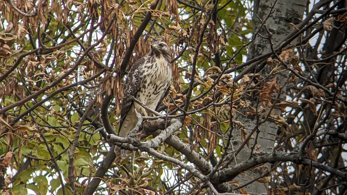 Red-tailed Hawk - ML610406738