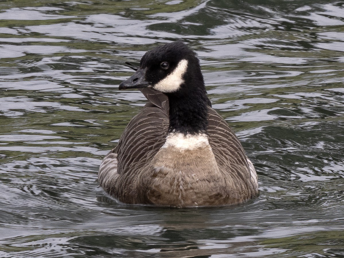 Cackling Goose (Aleutian) - ML610406770