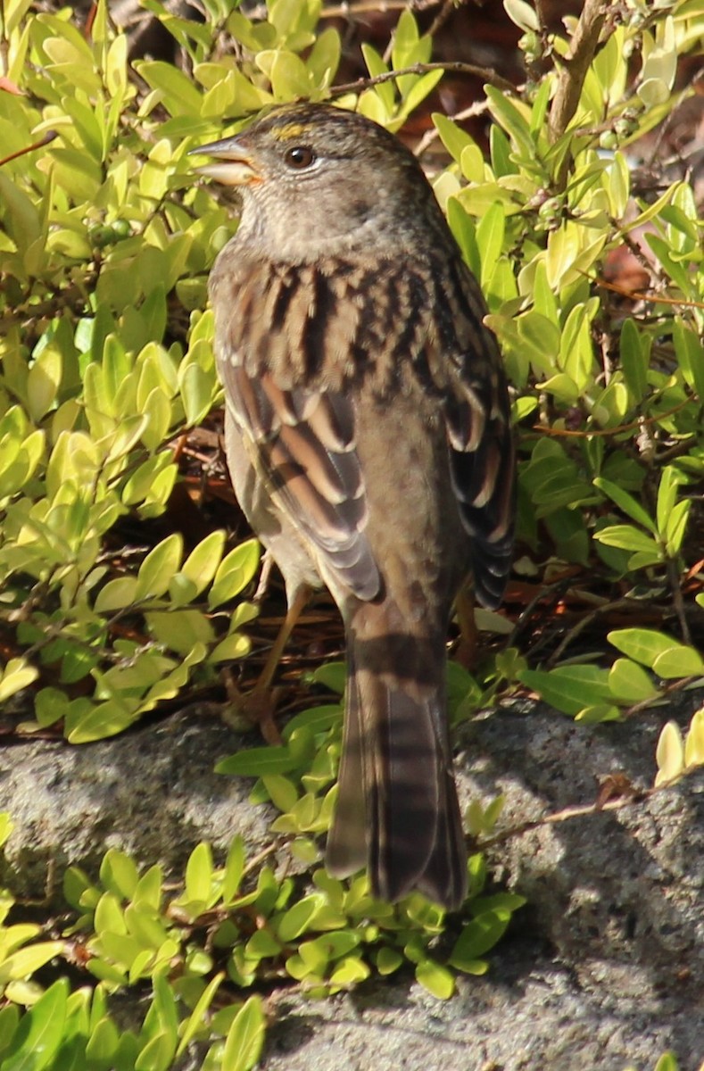 Golden-crowned Sparrow - ML610407141