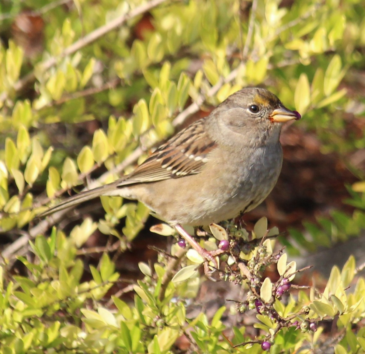 Golden-crowned Sparrow - Milton Vine