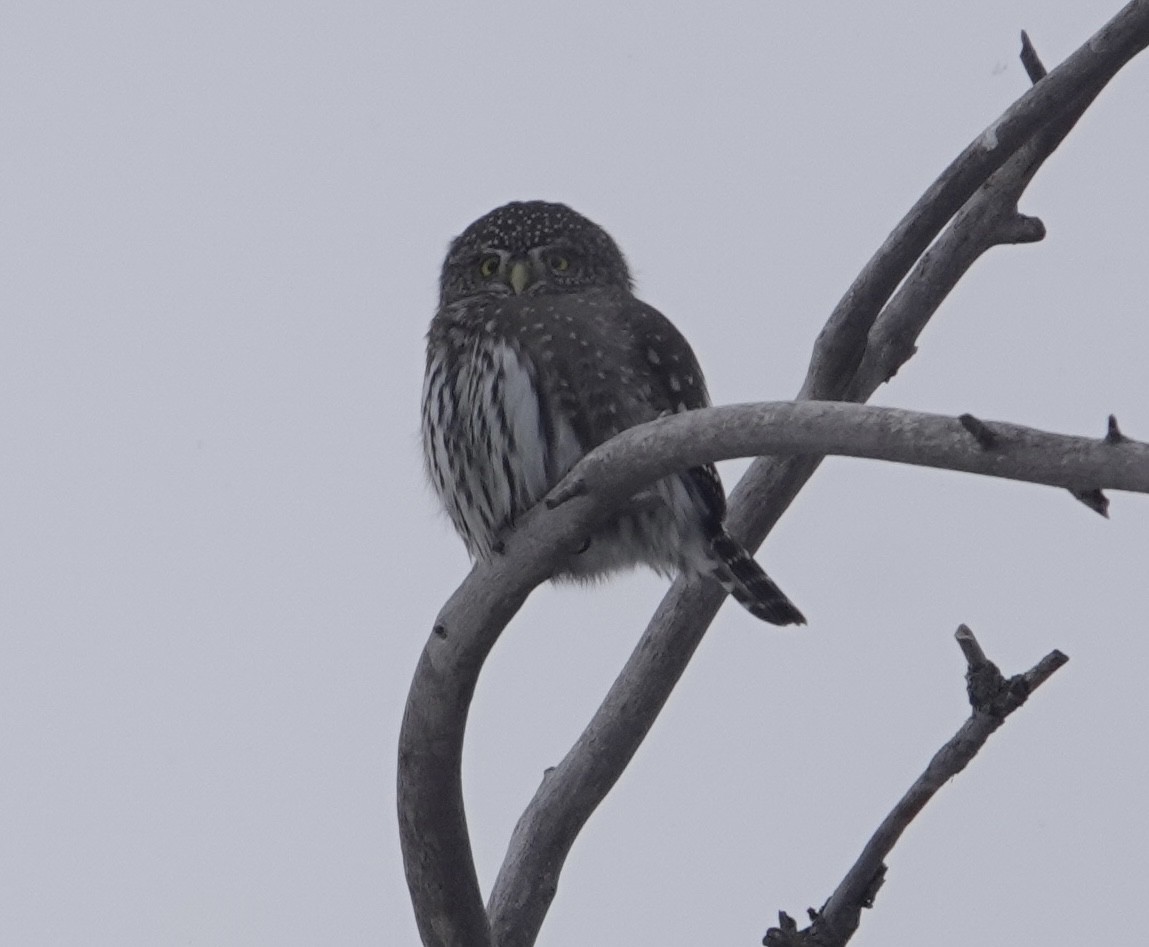 Northern Pygmy-Owl - ML610407167