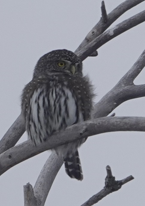 Northern Pygmy-Owl - ML610407168