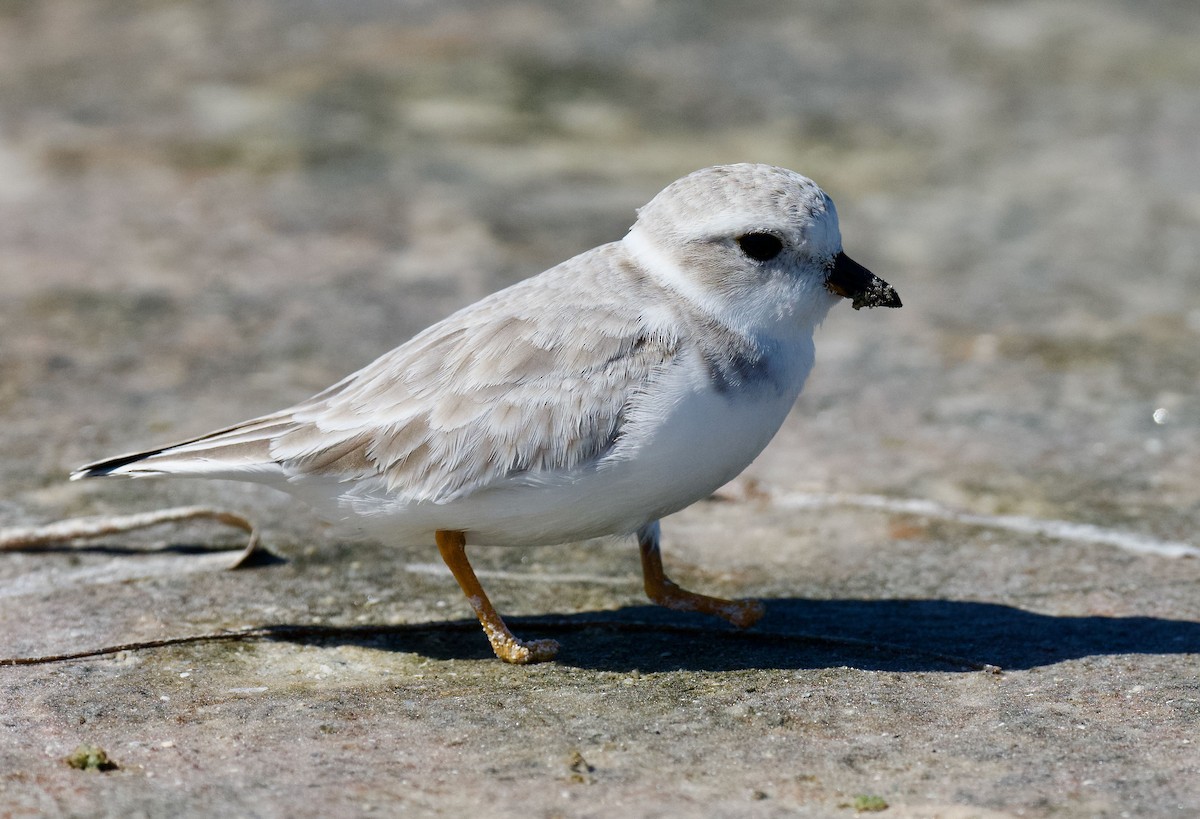 Piping Plover - ML610407209