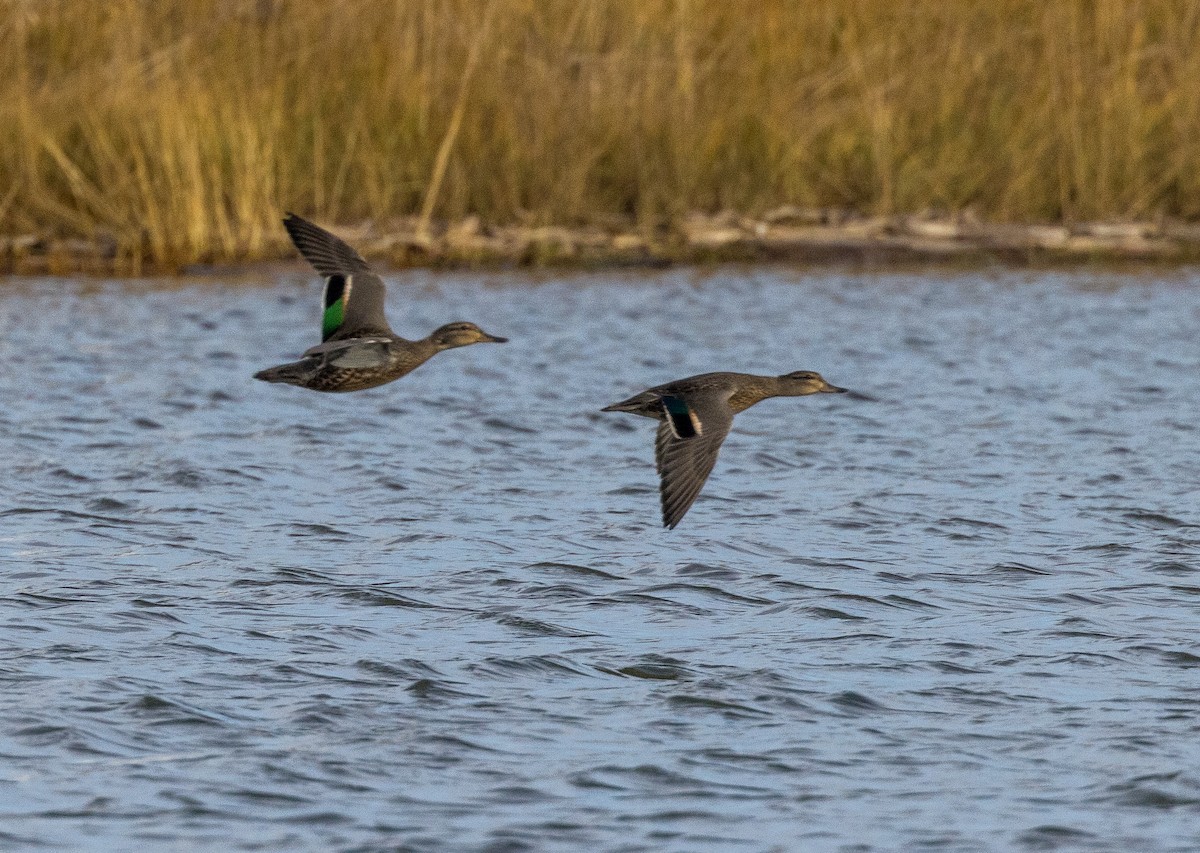 Green-winged Teal - ML610407233