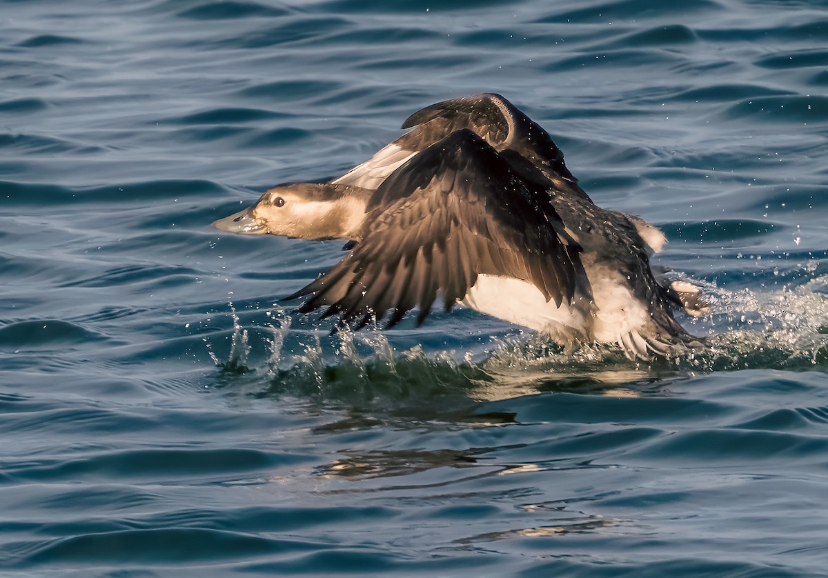 Long-tailed Duck - ML610407258