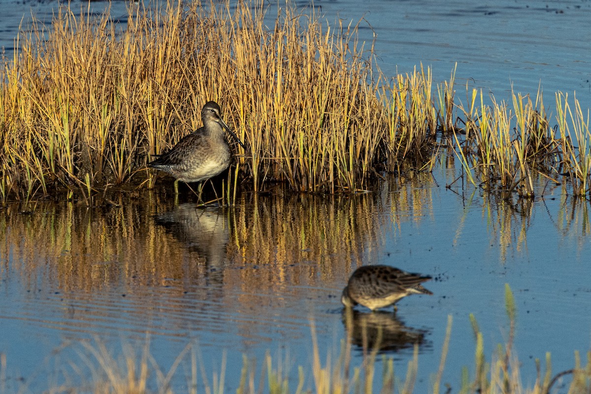 Long-billed Dowitcher - ML610407267