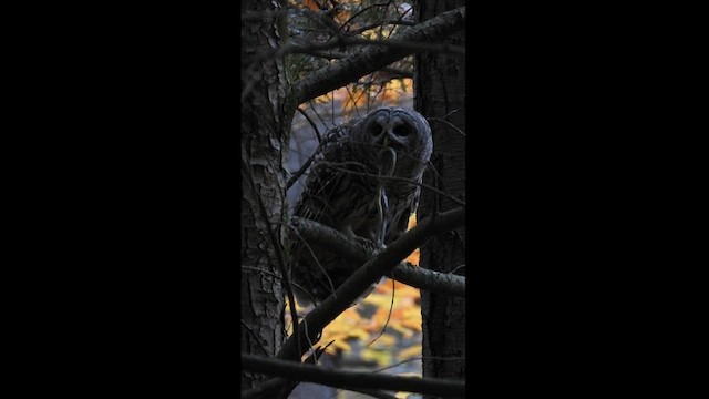 Barred Owl - ML610407337