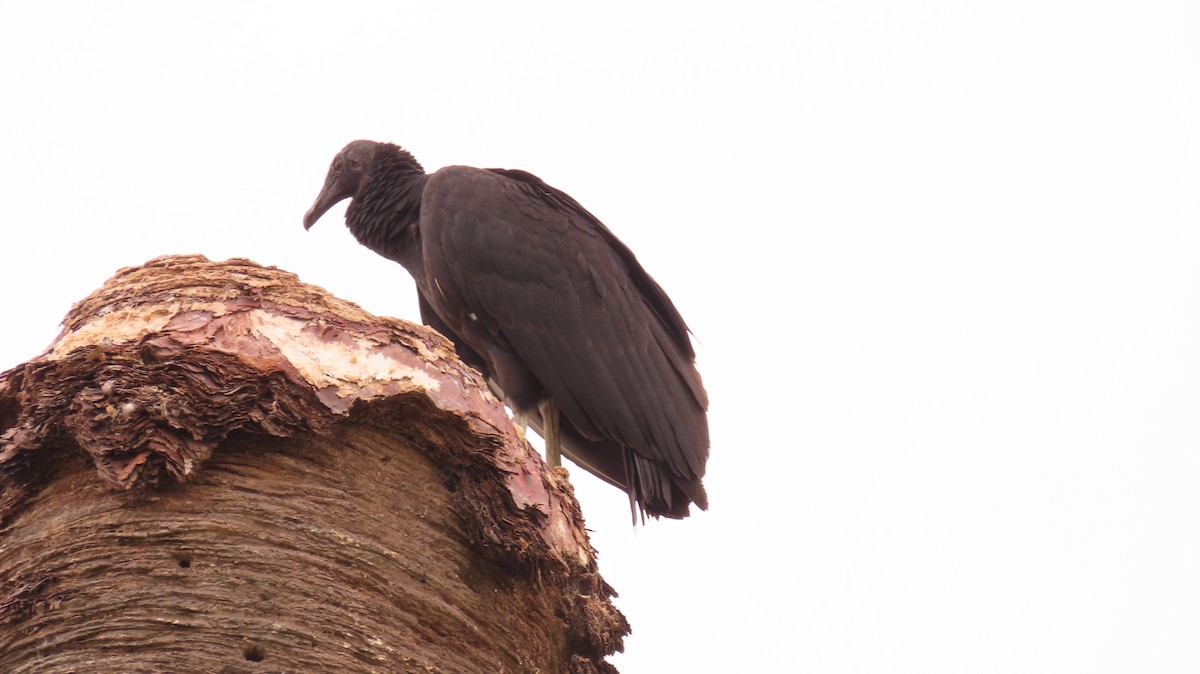 Black Vulture - Nestor Hernandez