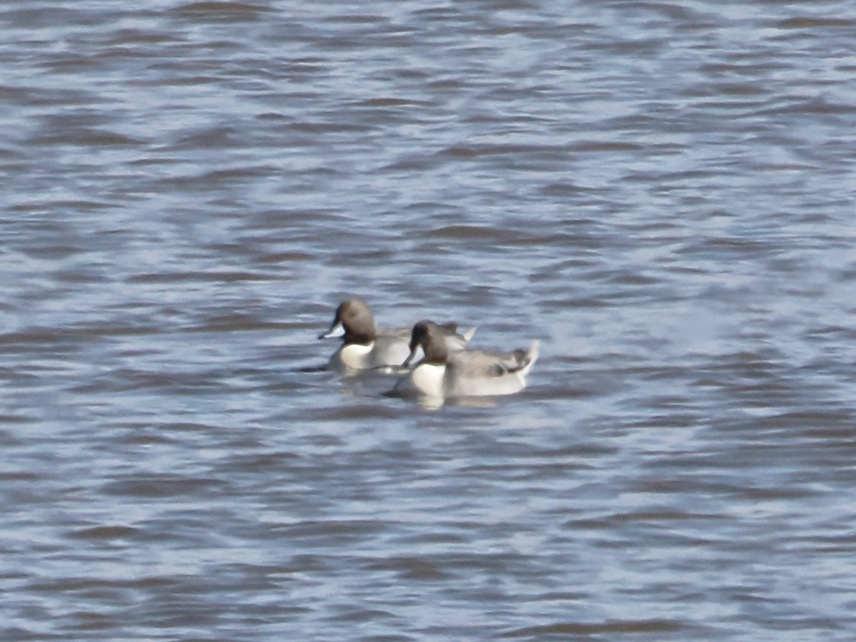 Mass Audubon eBird Checklist - 26 Oct 2023 - Parker River NWR - 47 ...