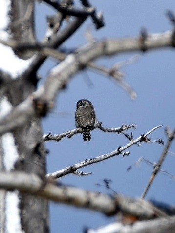 Northern Pygmy-Owl - ML610408837