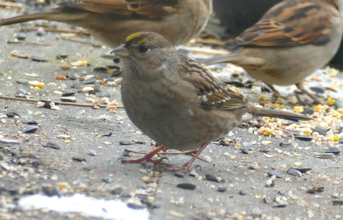 Golden-crowned Sparrow - ML610408861