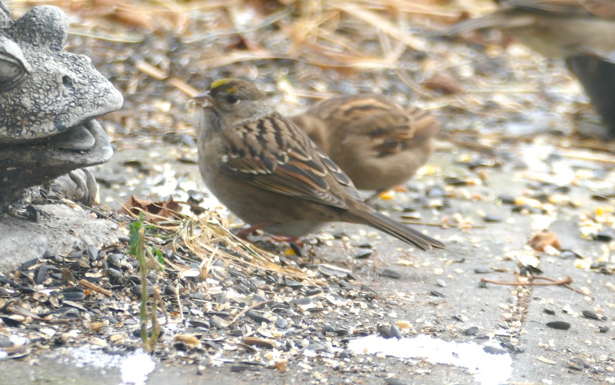 Golden-crowned Sparrow - ML610408862