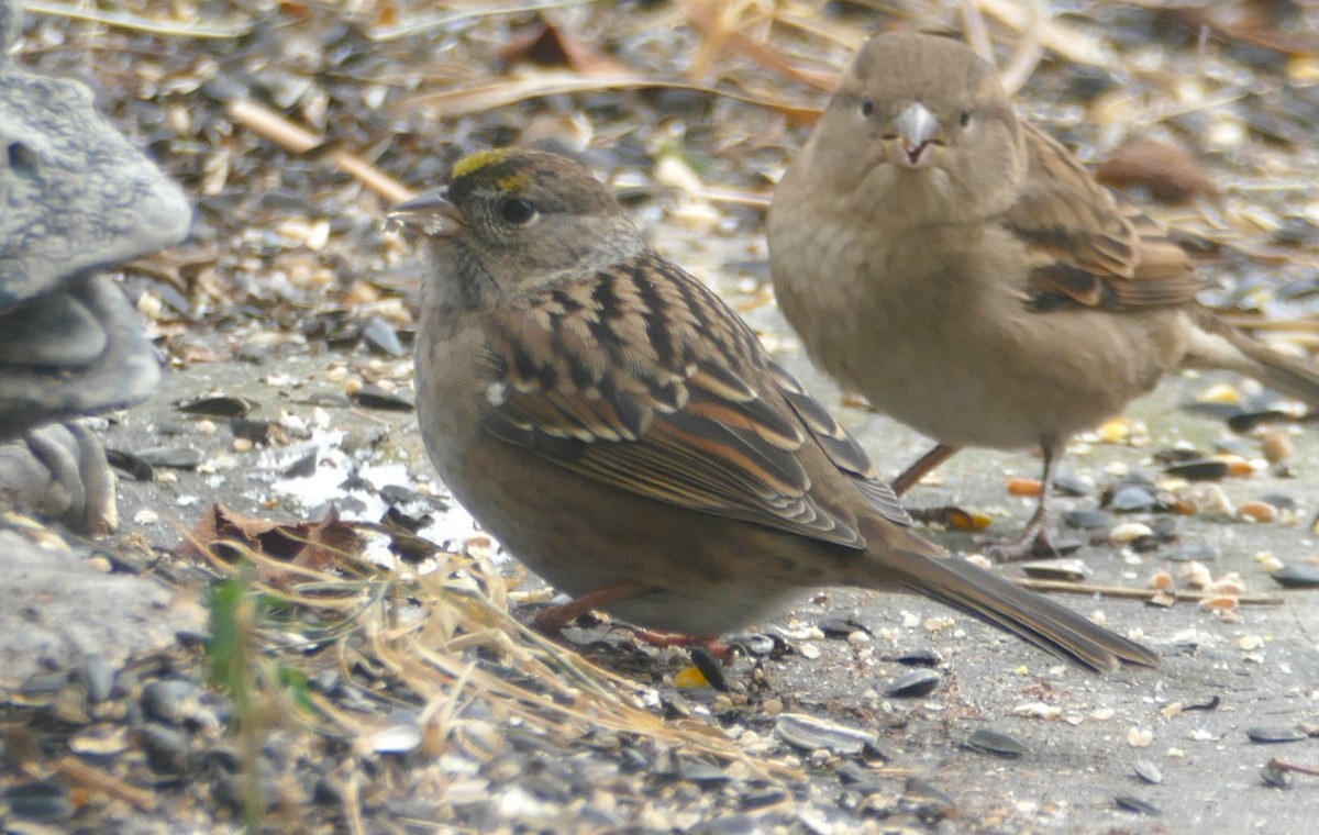 Golden-crowned Sparrow - ML610408864