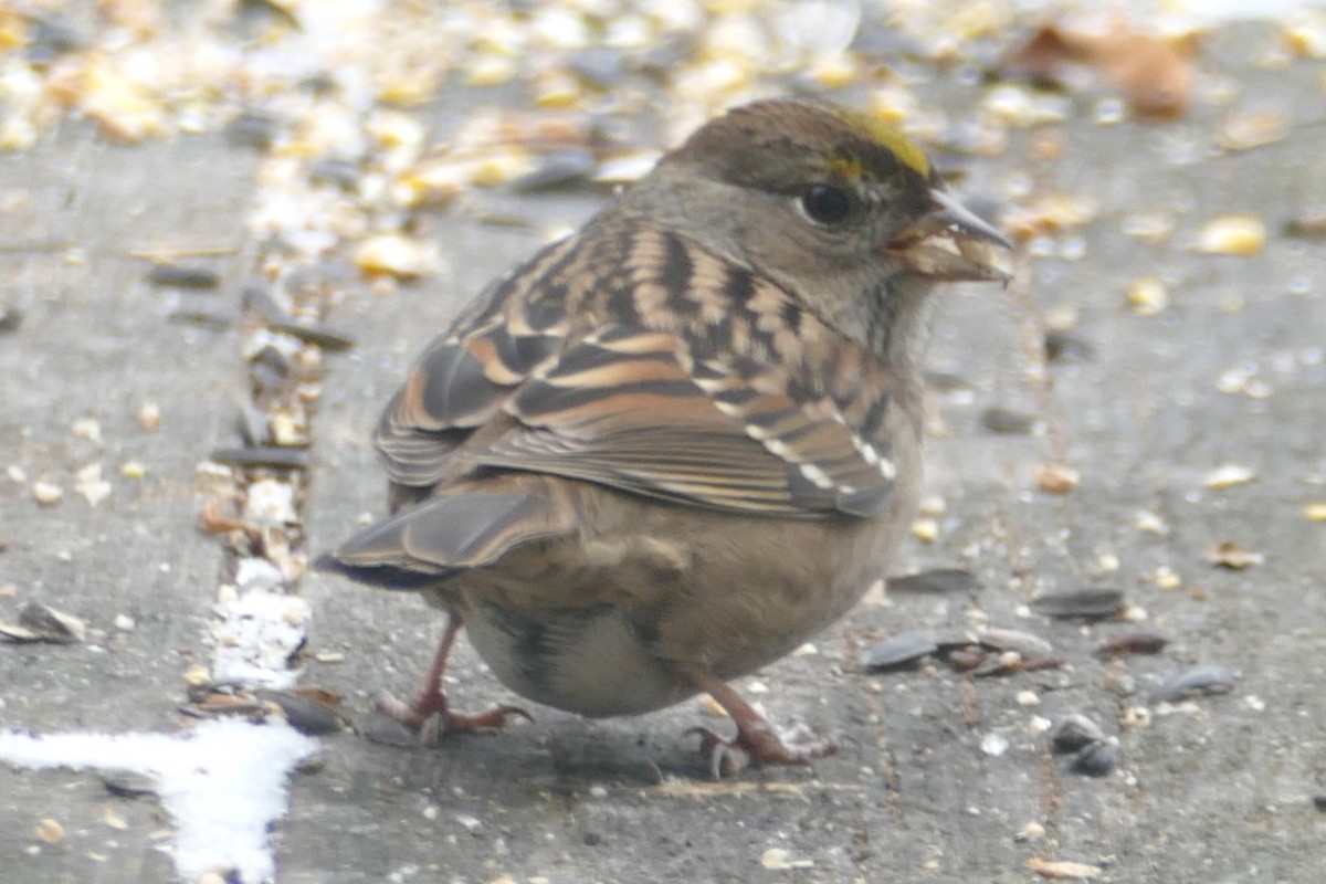Golden-crowned Sparrow - ML610408865