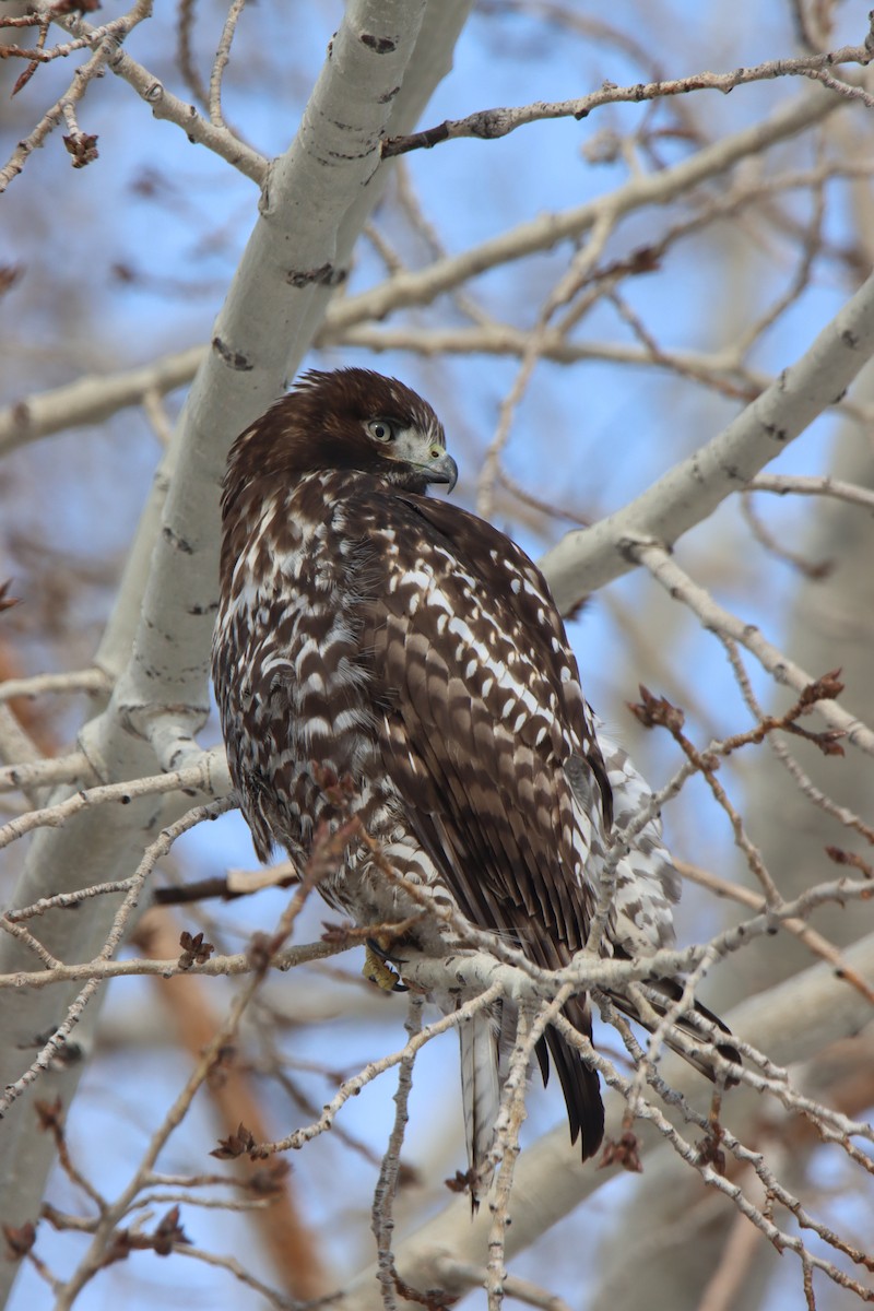 Red-tailed Hawk - Jordie Braun