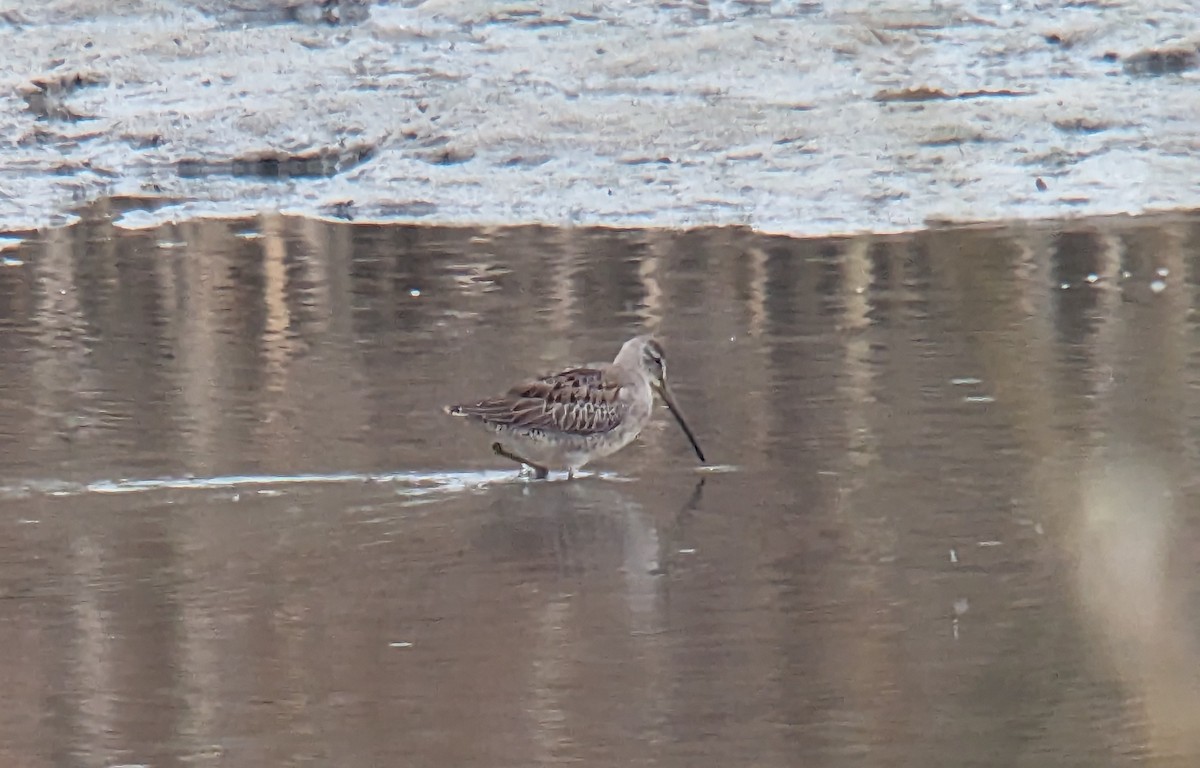 Long-billed Dowitcher - ML610410047