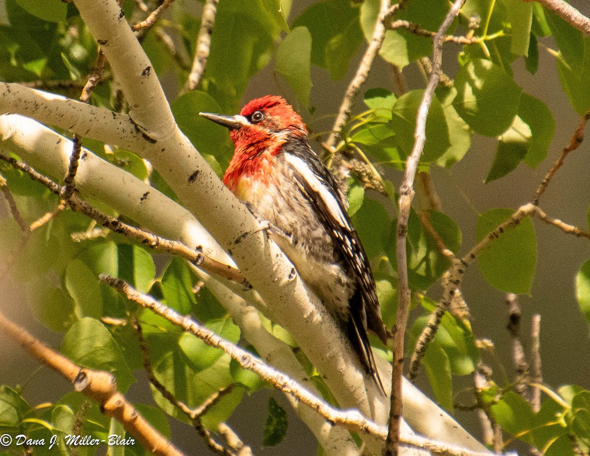 Red-breasted Sapsucker - ML610410287