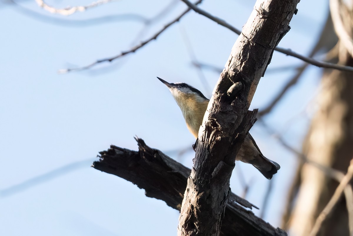 Red-breasted Nuthatch - ML610410880