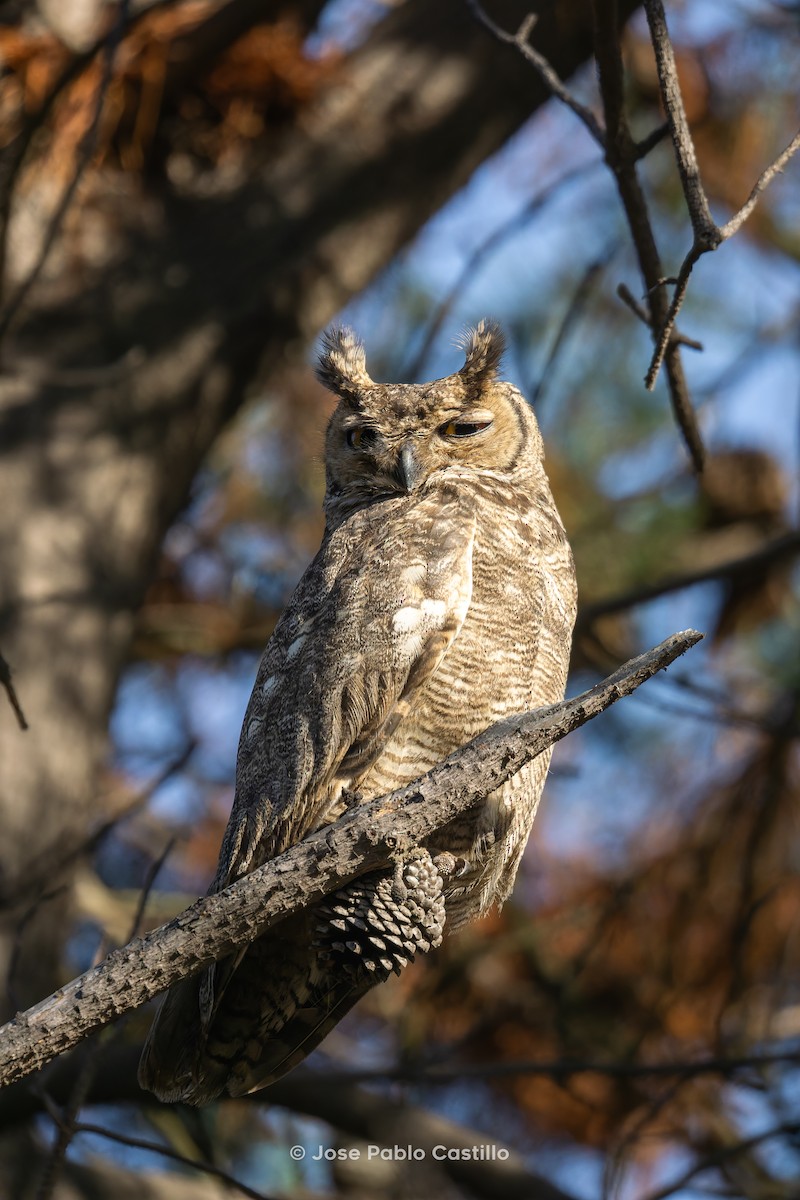 Lesser Horned Owl - ML610410920