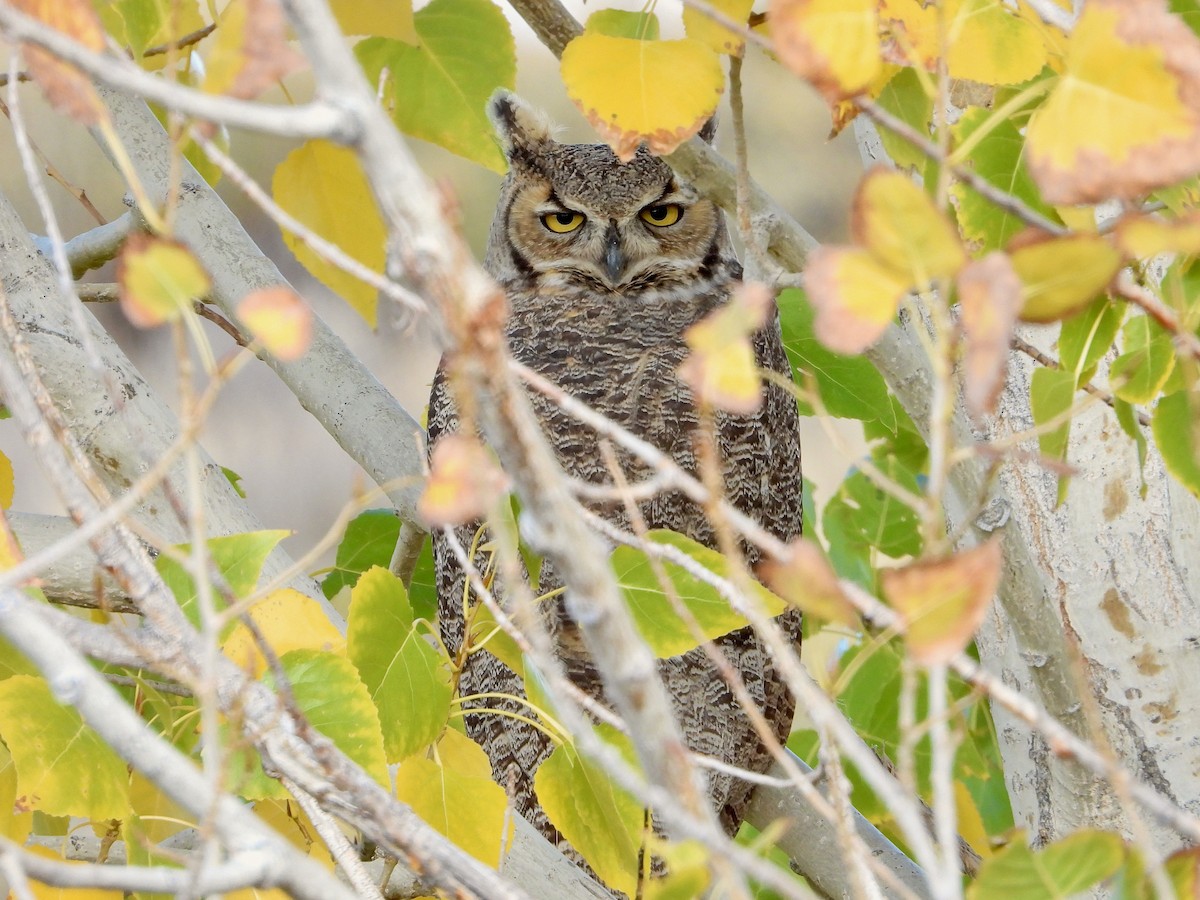 Great Horned Owl - ML610410961