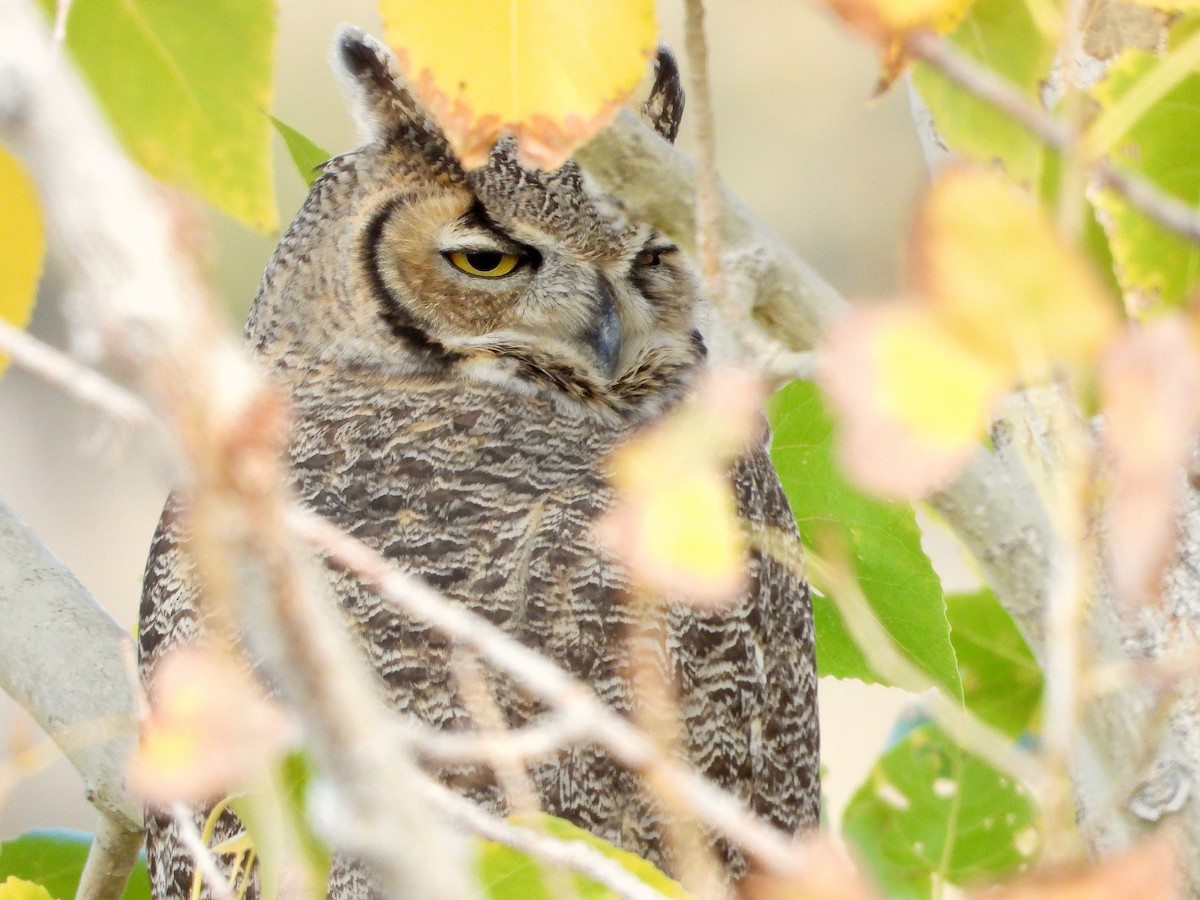Great Horned Owl - ML610410964