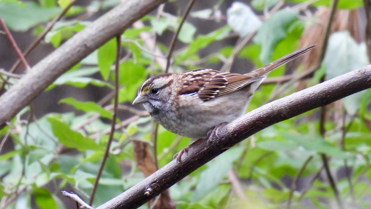 White-throated Sparrow - Keith Eric Costley