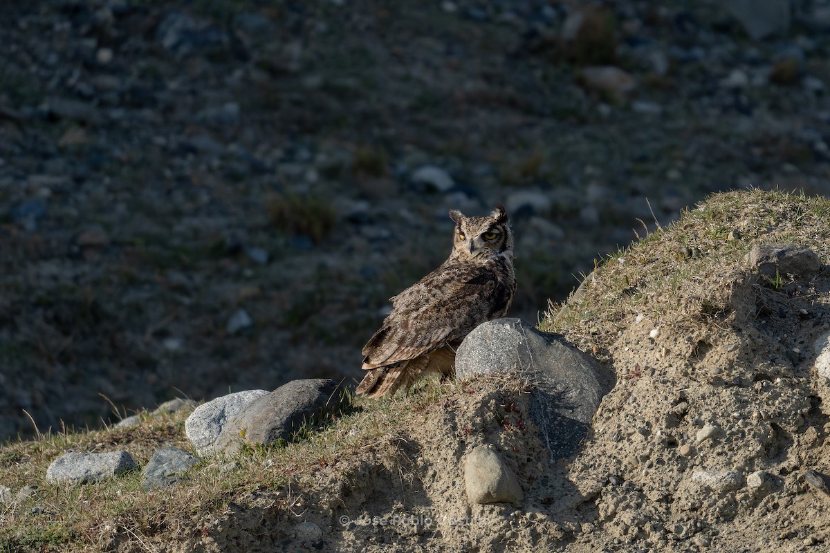 Lesser Horned Owl - ML610411403