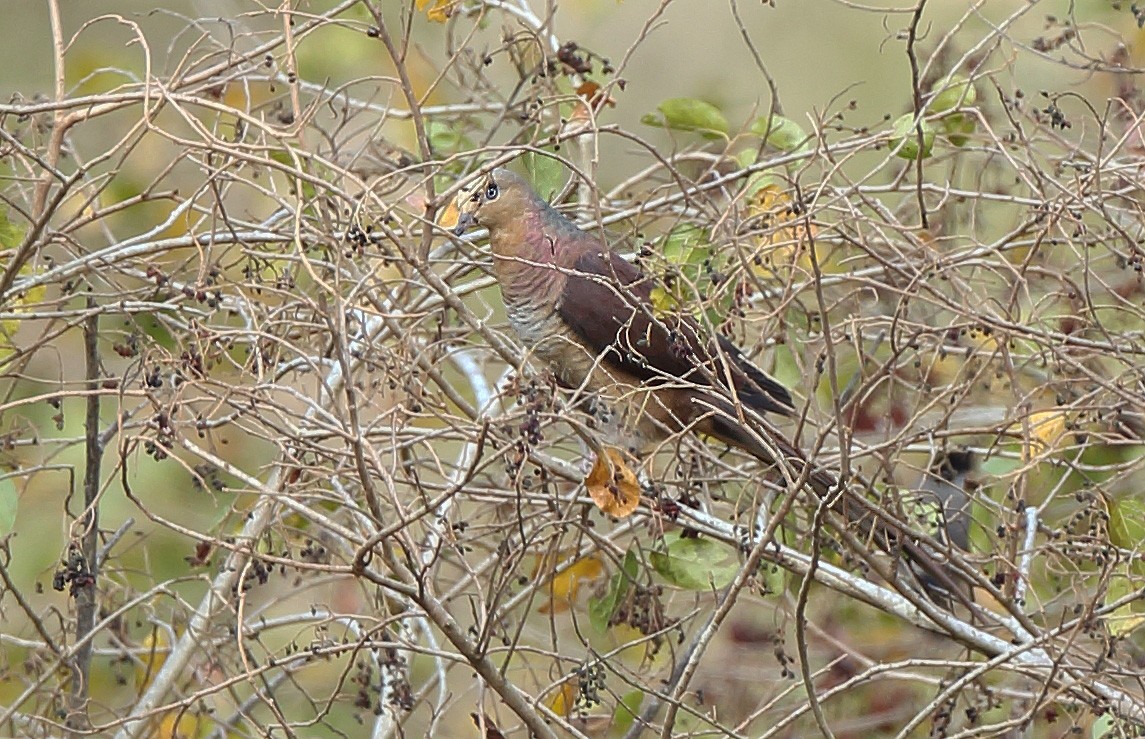 Sultan's Cuckoo-Dove (Sulawesi) - ML610411457
