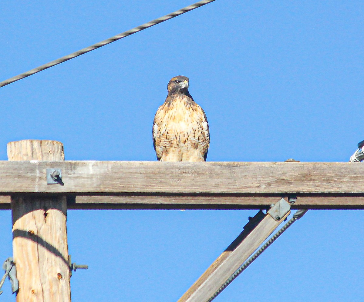 Red-tailed Hawk - ML610411571