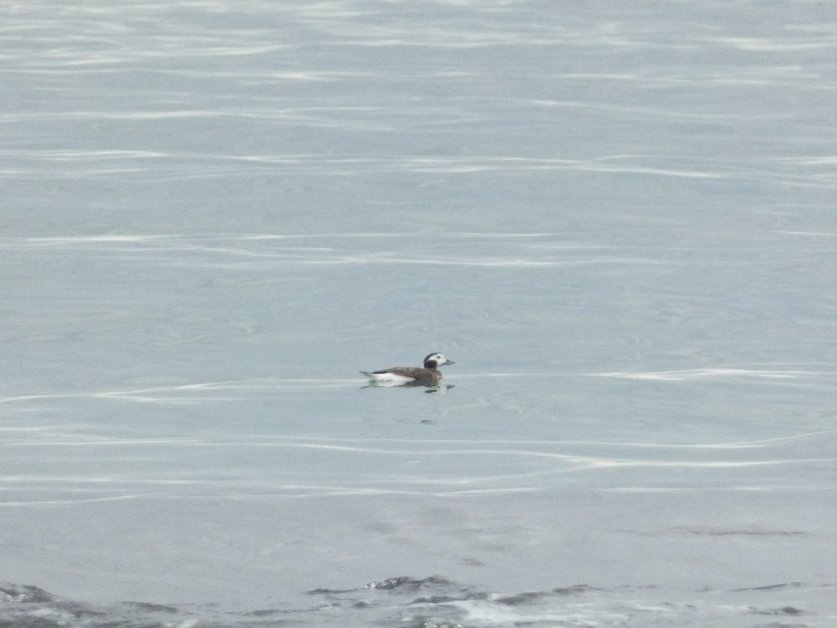 Long-tailed Duck - ML610411734