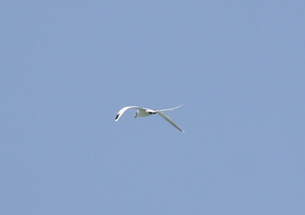 White-tailed Tropicbird - ML610412145