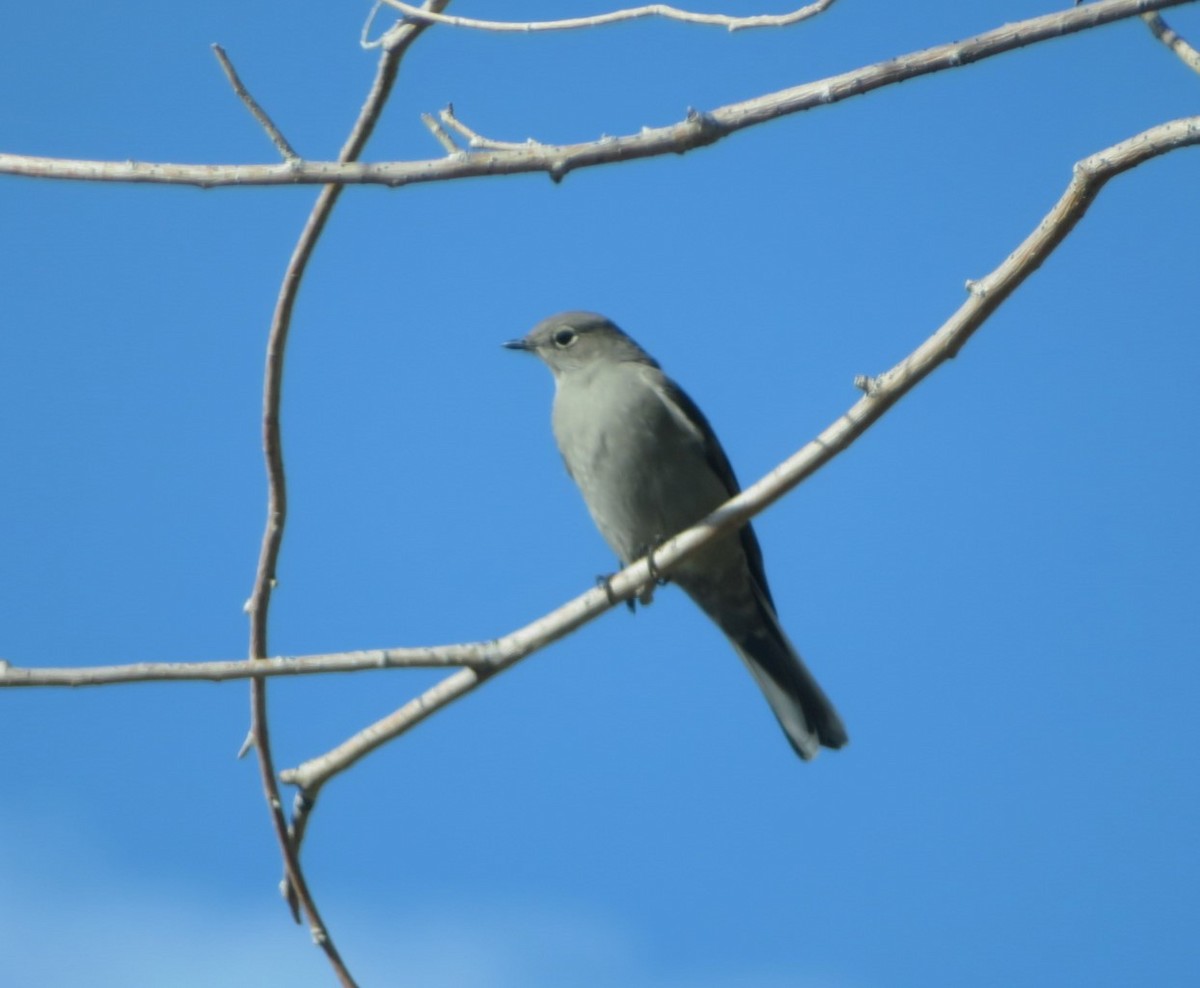 Townsend's Solitaire - ML610412151