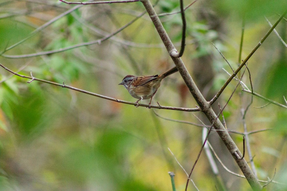 Swamp Sparrow - ML610412214