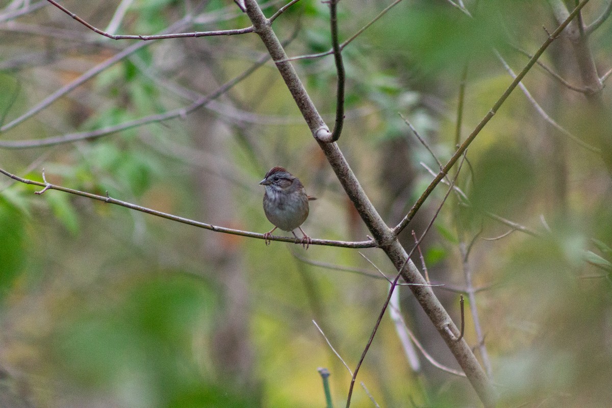 Swamp Sparrow - ML610412216