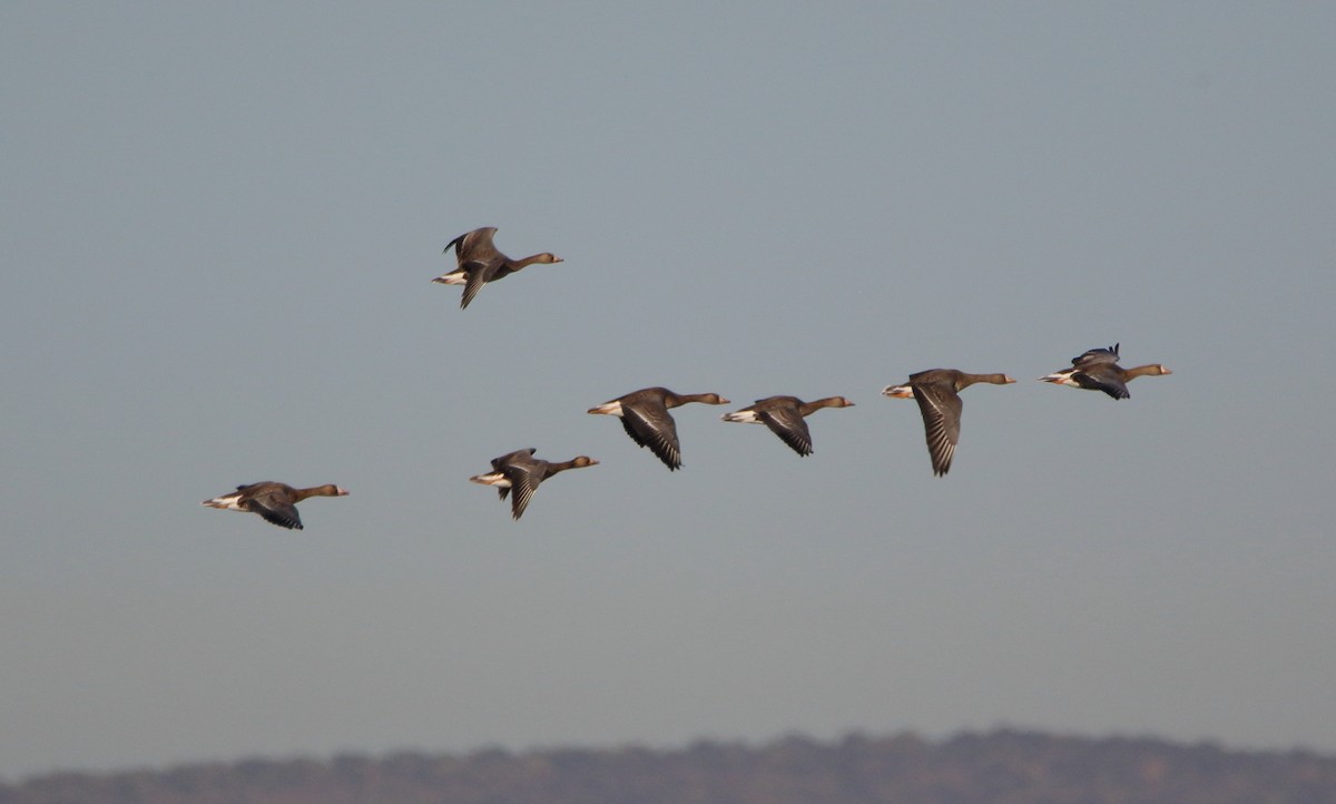 Greater White-fronted Goose - ML610412308