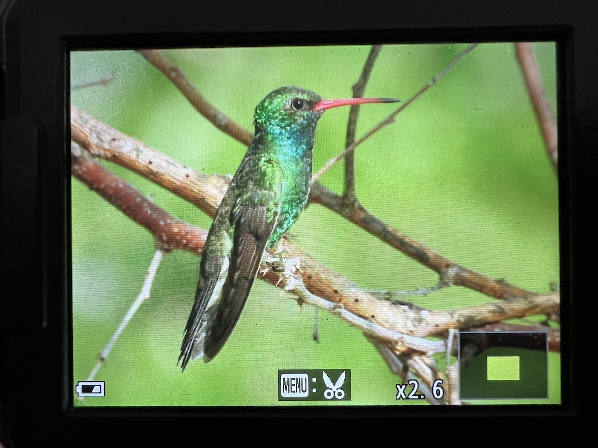 Tres Marias Hummingbird - ML610412759