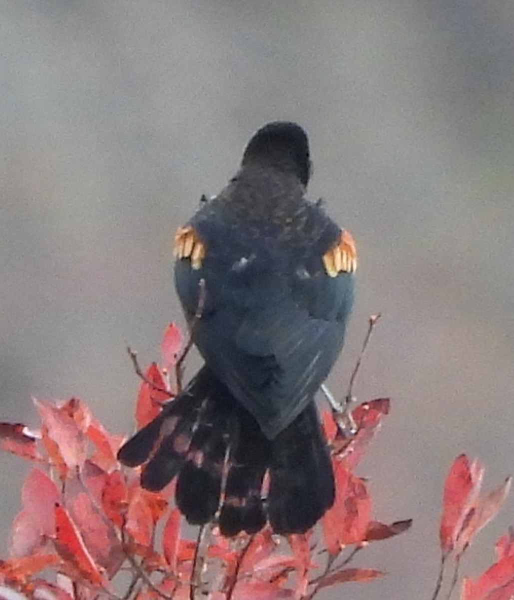 Red-winged Blackbird - ML610412849