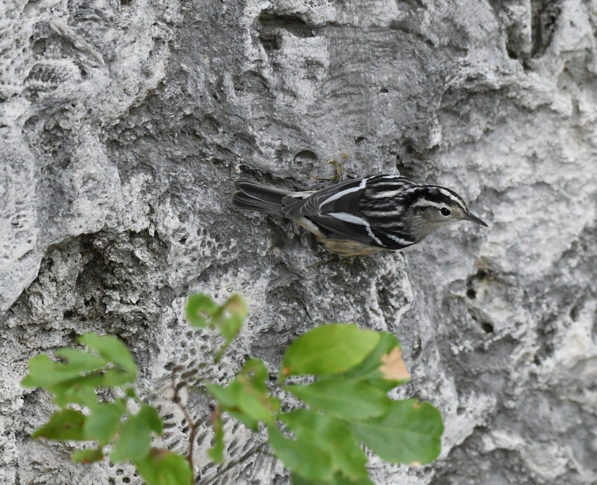 Black-and-white Warbler - ML610413604