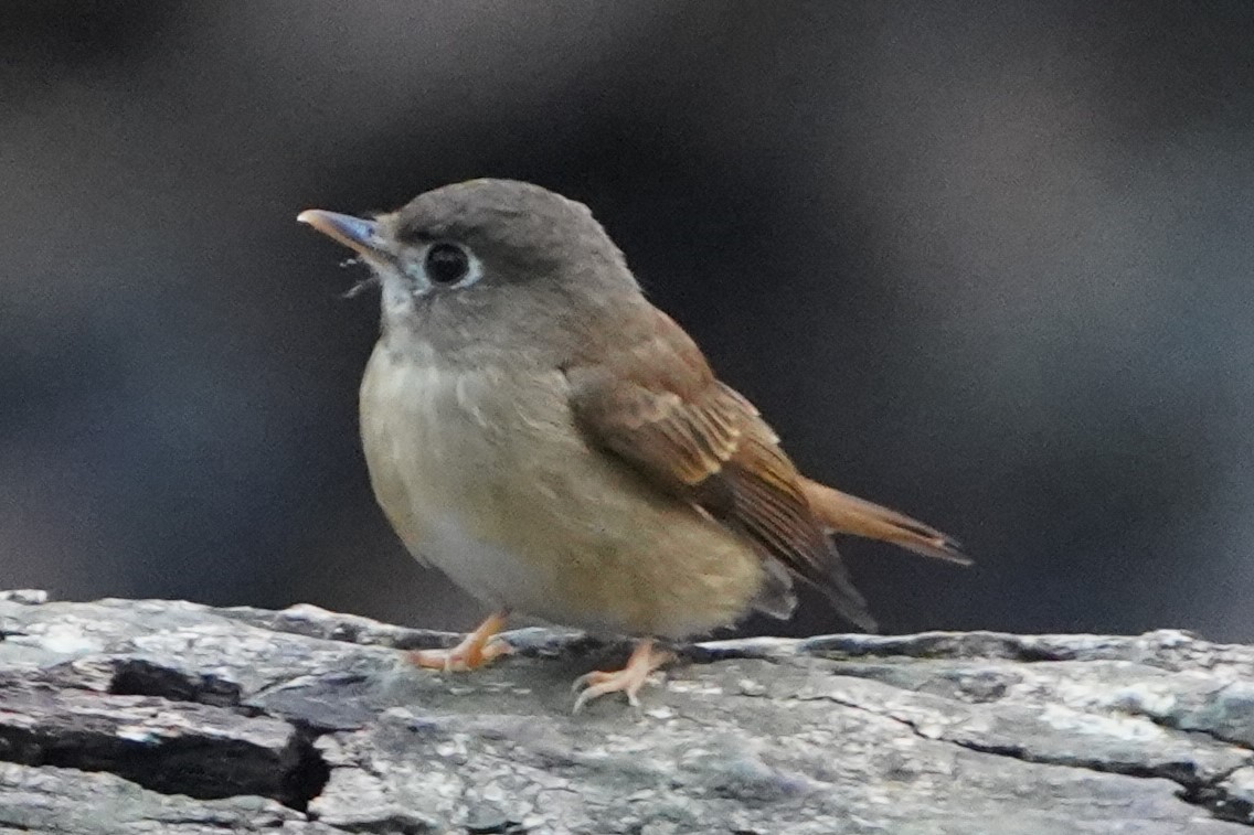 Brown-breasted Flycatcher - ML610414650