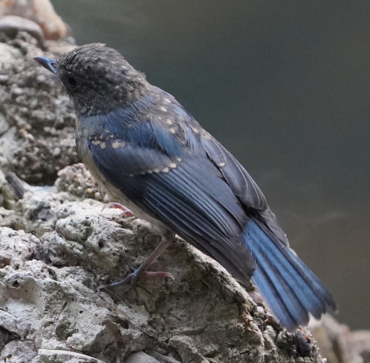 Tickell's Blue Flycatcher - Srinivas Daripineni