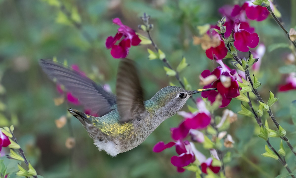 Anna's Hummingbird - ML610415191