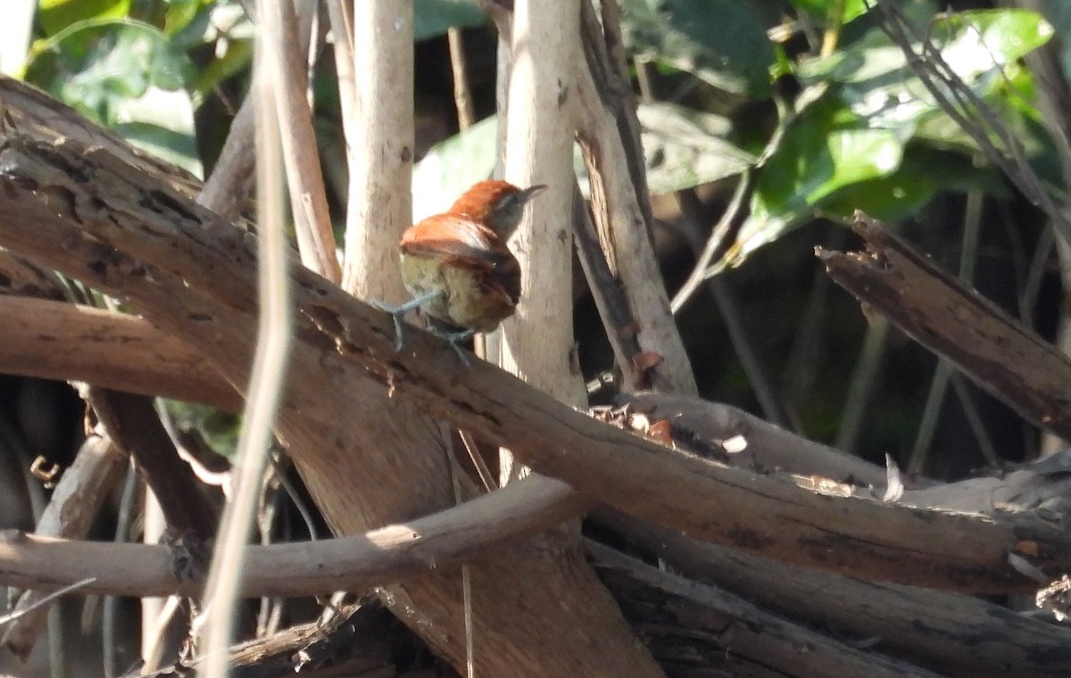 Red-and-white Spinetail - ML610415348