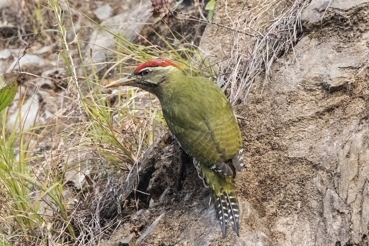 Scaly-bellied Woodpecker - ML610415775