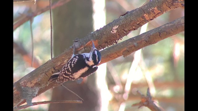 Hairy Woodpecker (Eastern) - ML610415940