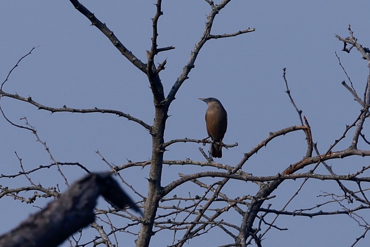 Chestnut-tailed Starling - ML610415966