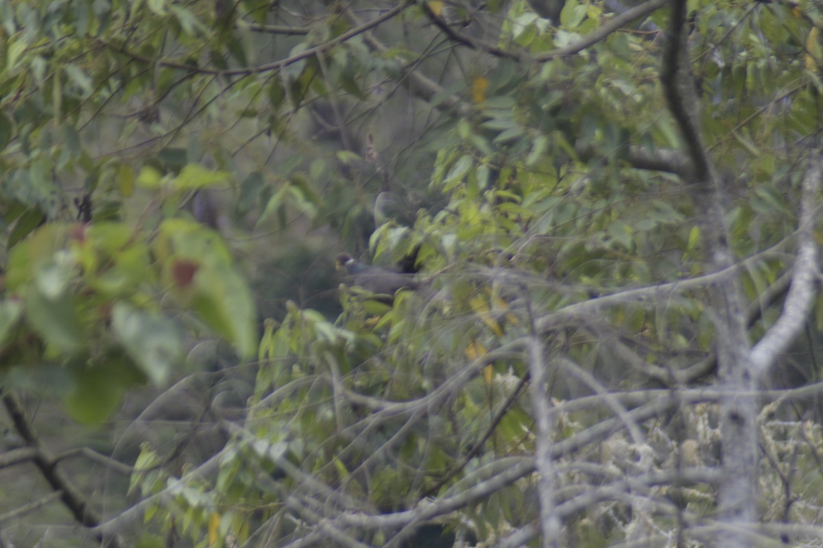 Band-tailed Pigeon - ML610416097