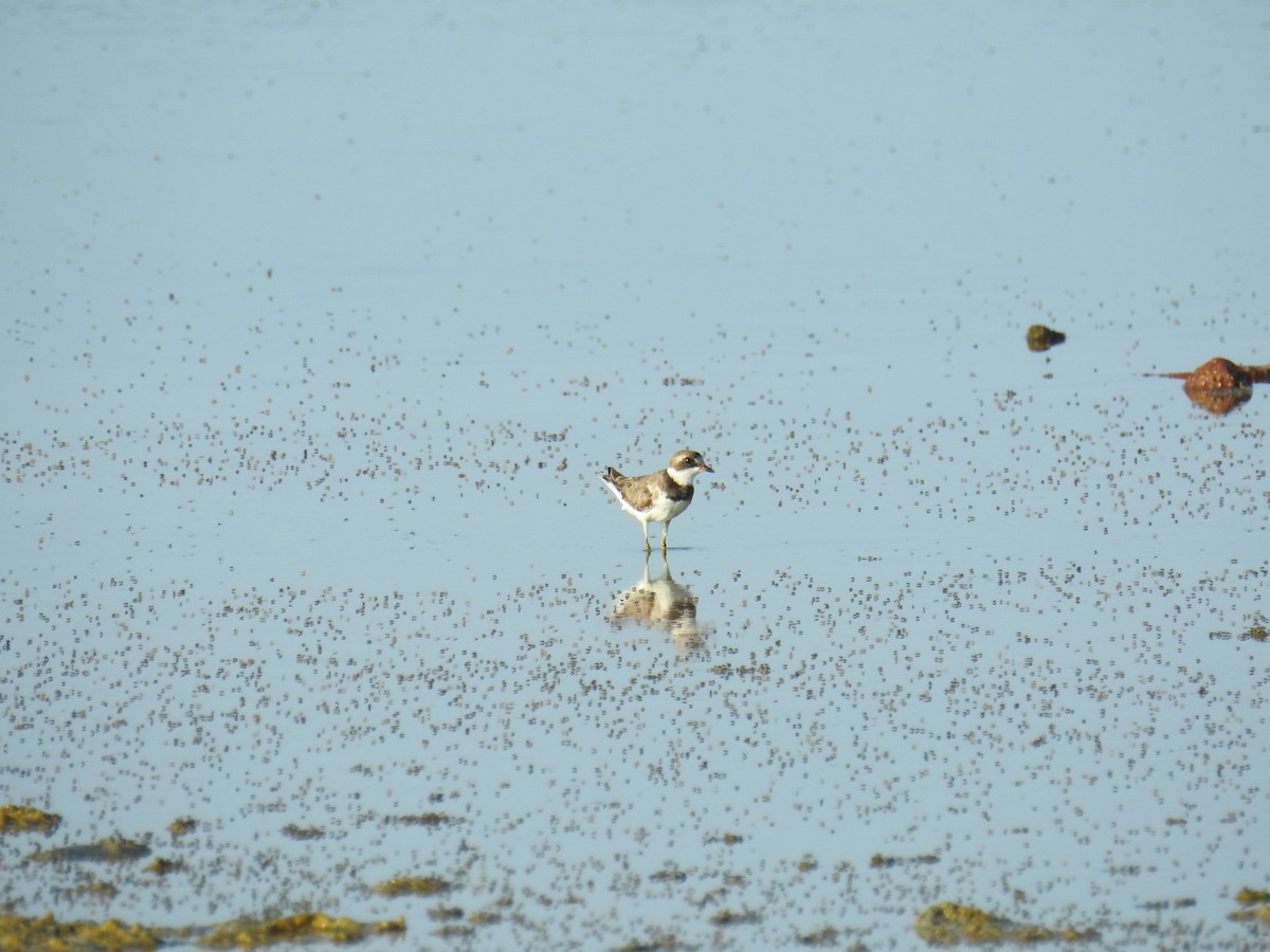 Semipalmated Plover - ML610416188