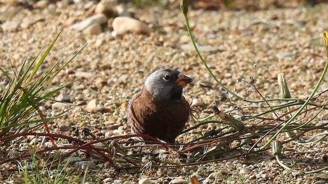 Gray-crowned Rosy-Finch - ML610416375