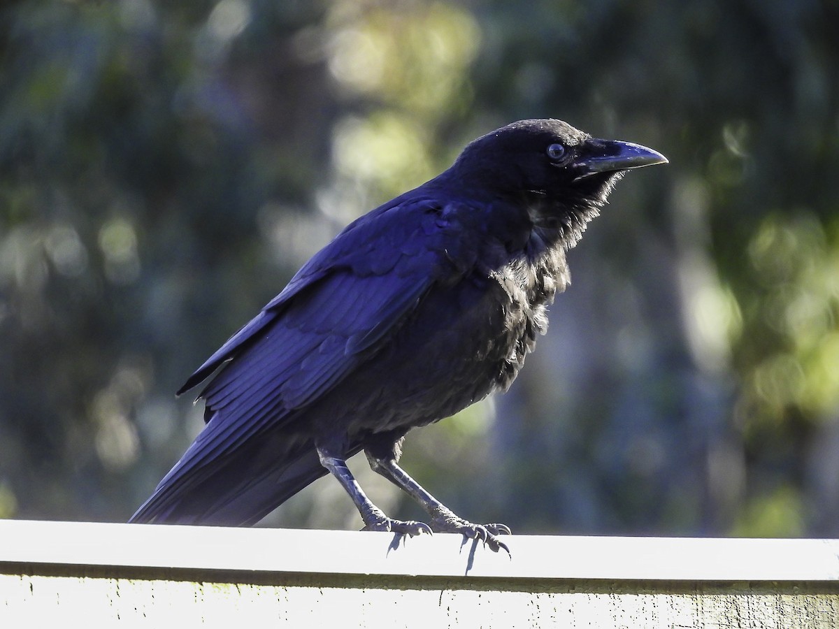 Australian Raven - ML610416728