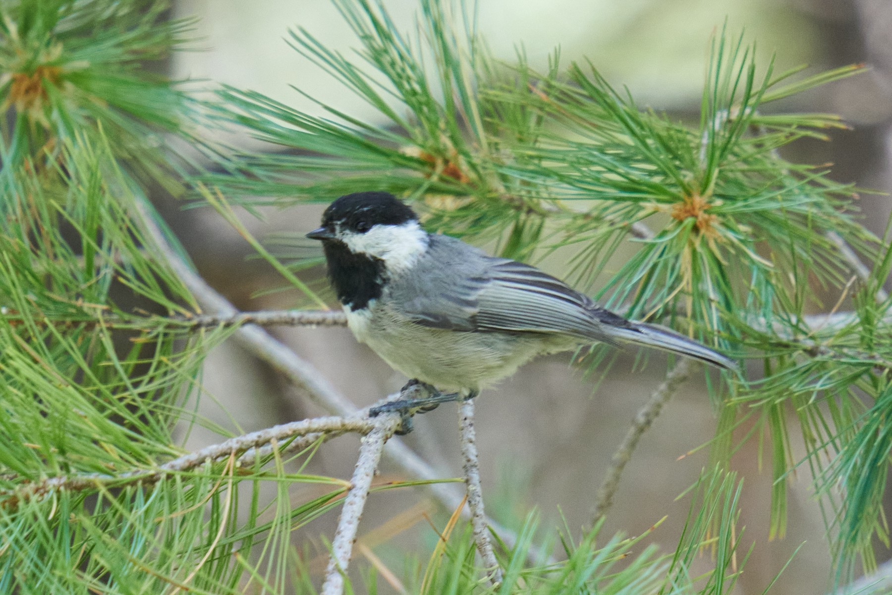 Mountain x Mexican Chickadee (hybrid) eBird